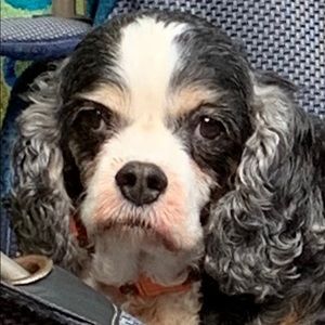 Meet your Posher, Charles